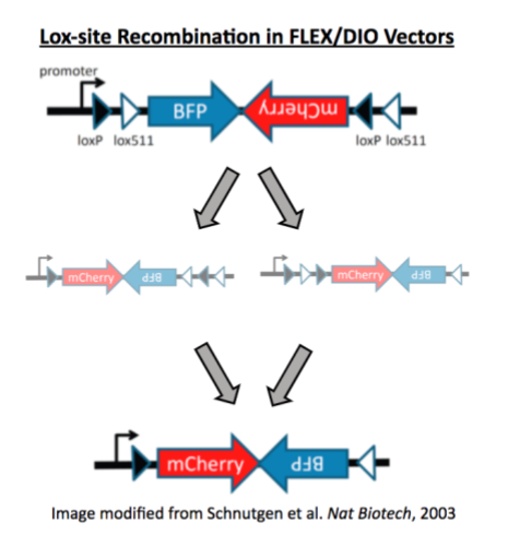 Lox-site Recombination in FLEX/DIO Vectors